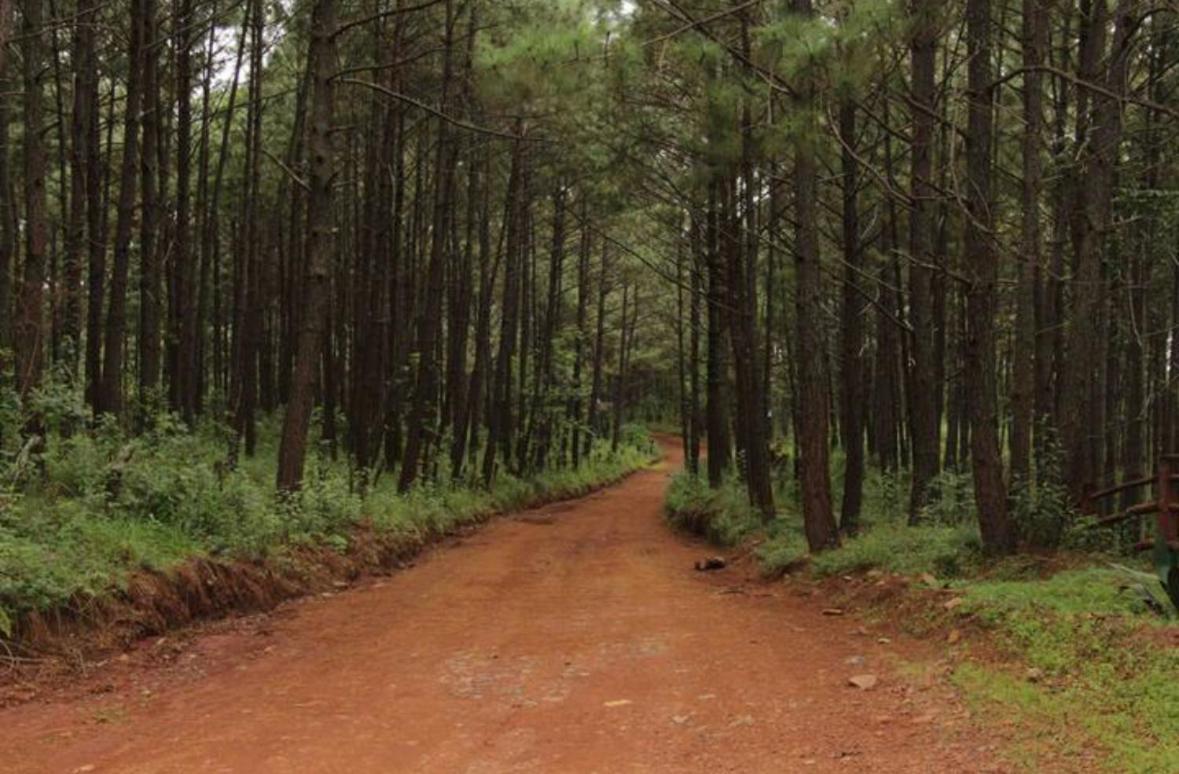 Los Venados Mazamitla Kültér fotó